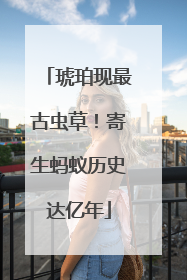琥珀现最古虫草！寄生蚂蚁历史达亿年