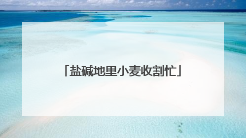 盐碱地里小麦收割忙