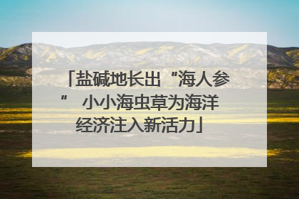 盐碱地长出“海人参” 小小海虫草为海洋经济注入新活力