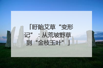 盱眙艾草“变形记”：从荒坡野草到“金枝玉叶”