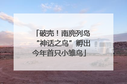 破壳！南麂列岛“神话之鸟”孵出今年首只小雏鸟