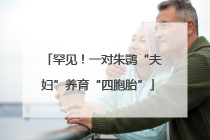 罕见！一对朱鹮“夫妇”养育“四胞胎”