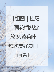 组图｜桂阳：荷花悄然绽放 碧波荷叶绘就美好夏日画卷