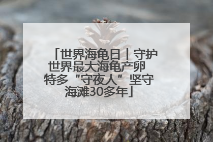 世界海龟日丨守护世界最大海龟产卵 特多“守夜人”坚守海滩30多年