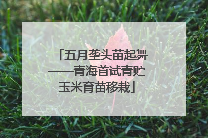 五月垄头苗起舞——青海首试青贮玉米育苗移栽