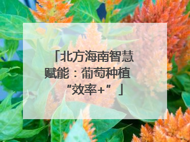 北方海南智慧赋能：葡萄种植“效率+”