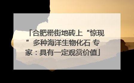 合肥罍街地砖上“惊现”多种海洋生物化石 专家：具有一定观赏价值