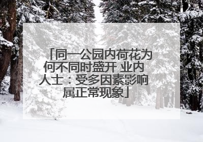 同一公园内荷花为何不同时盛开 业内人士：受多因素影响 属正常现象