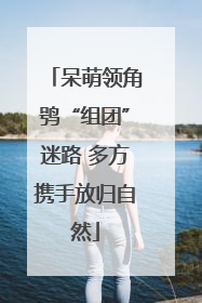 呆萌领角鸮“组团”迷路 多方携手放归自然