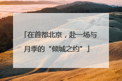 在首都北京，赴一场与月季的“倾城之约”