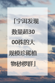 宁洱发现数量超3000株的大规模珍稀植物桫椤群