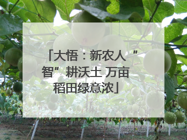 大悟:新农人“智”耕沃土 万亩稻田绿意浓