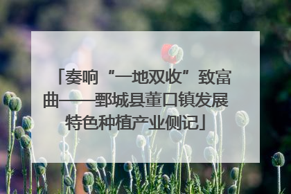 奏响“一地双收”致富曲——鄄城县董口镇发展特色种植产业侧记
