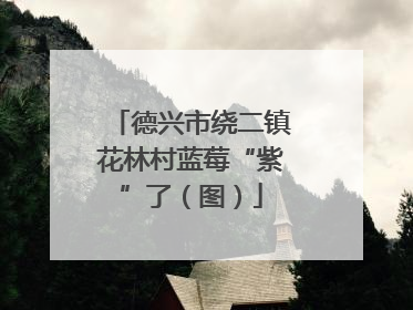 德兴市绕二镇花林村蓝莓“紫”了（图）