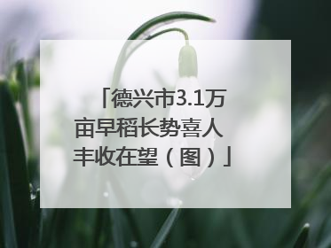 德兴市3.1万亩早稻长势喜人 丰收在望（图）