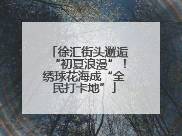 徐汇街头邂逅“初夏浪漫”！绣球花海成“全民打卡地”