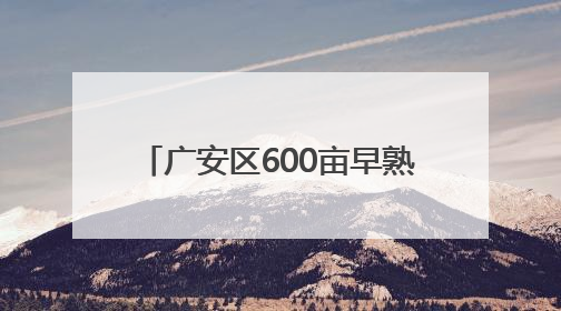 广安区600亩早熟黄桃抢“鲜”上市