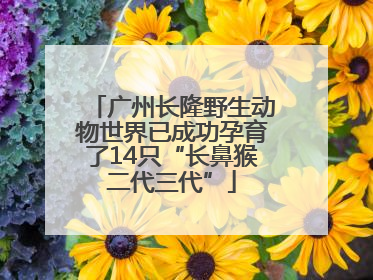 广州长隆野生动物世界已成功孕育了14只“长鼻猴二代三代”