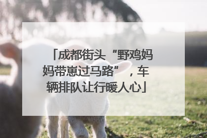 成都街头“野鸡妈妈带崽过马路”，车辆排队让行暖人心