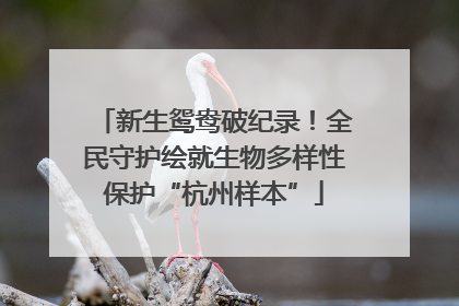 新生鸳鸯破纪录！全民守护绘就生物多样性保护“杭州样本”