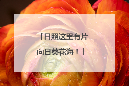 日照这里有片向日葵花海！