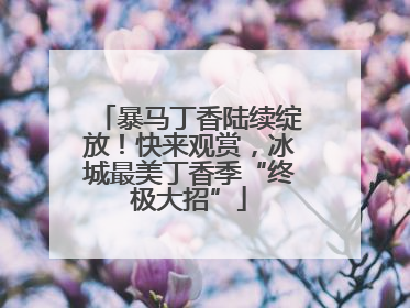 暴马丁香陆续绽放！快来观赏，冰城最美丁香季“终极大招”