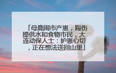 母鹿闹市产崽，踢伤提供水和食物市民，大连动保人士：护崽心切，正在想法送回山里