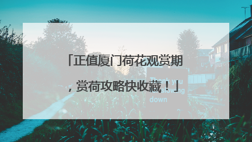 正值厦门荷花观赏期，赏荷攻略快收藏！