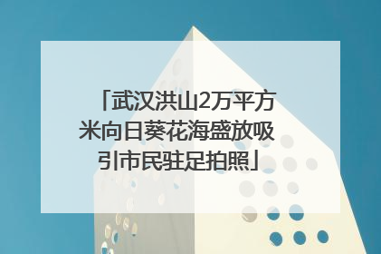 武汉洪山2万平方米向日葵花海盛放吸引市民驻足拍照
