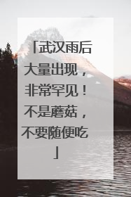 武汉雨后大量出现，非常罕见！不是蘑菇，不要随便吃
