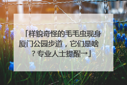 样貌奇怪的毛毛虫现身厦门公园步道，它们是啥？专业人士提醒→