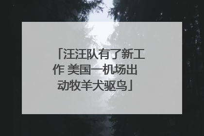 汪汪队有了新工作 美国一机场出动牧羊犬驱鸟