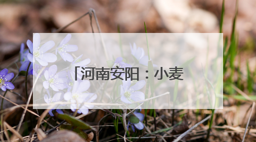 河南安阳：小麦收获基本结束