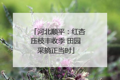 河北顺平：红杏压枝丰收季 田园采摘正当时