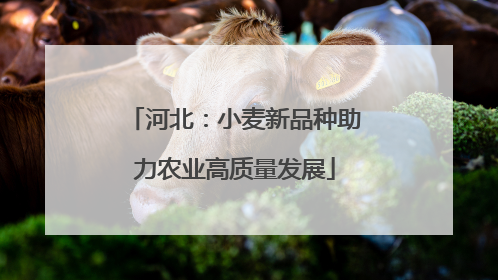 河北：小麦新品种助力农业高质量发展