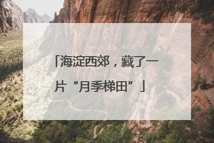 海淀西郊，藏了一片“月季梯田”