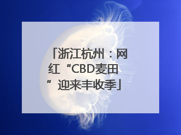 浙江杭州：网红“CBD麦田”迎来丰收季