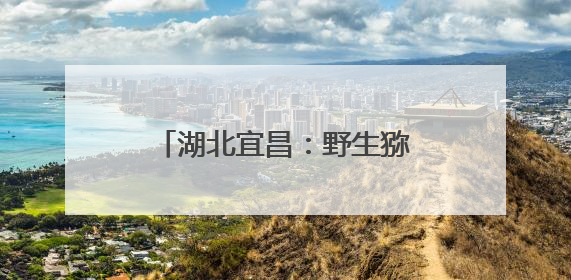 湖北宜昌：野生猕猴“扎堆”迎客