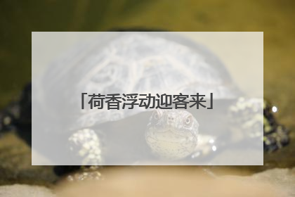 荷香浮动迎客来