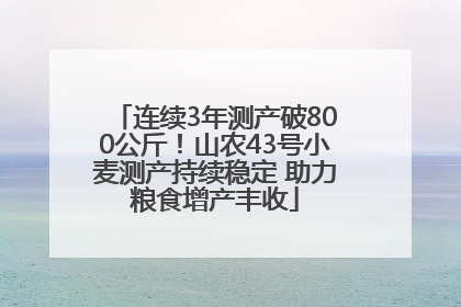 连续3年测产破800公斤！山农43号小麦测产持续稳定 助力粮食增产丰收
