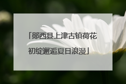 郧西县上津古镇荷花初绽邂逅夏日浪漫