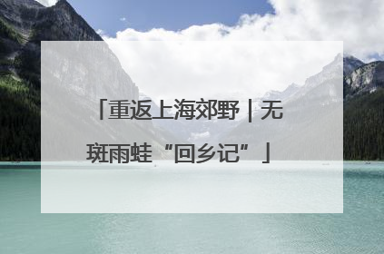 重返上海郊野｜无斑雨蛙“回乡记”