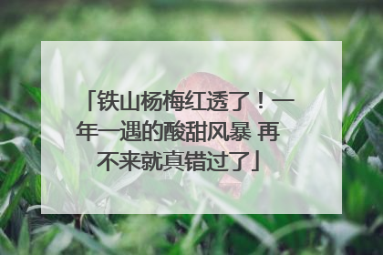 铁山杨梅红透了！一年一遇的酸甜风暴 再不来就真错过了