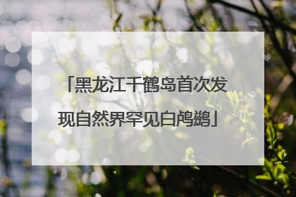 黑龙江千鹤岛首次发现自然界罕见白鸬鹚